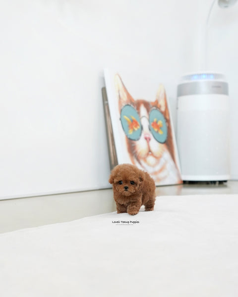 Teacup Poodle Female [Ruby]