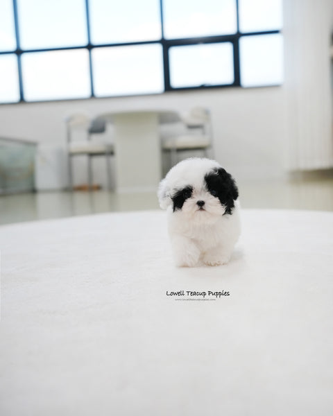 Teacup Poodle Male [Rocky]