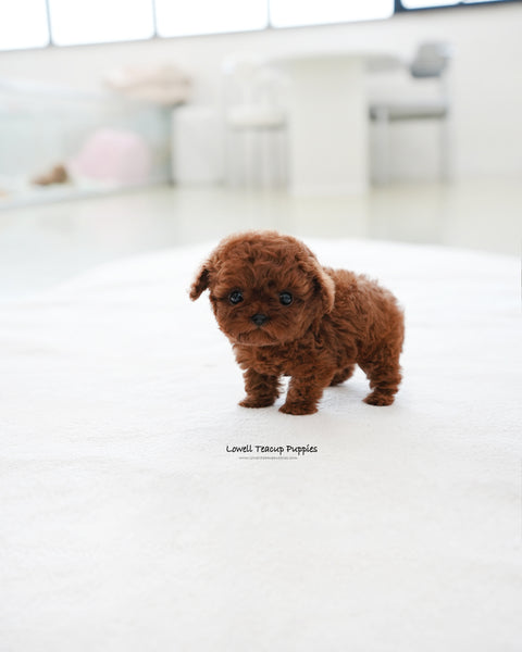 Teacup Poodle Male [Pepsi]