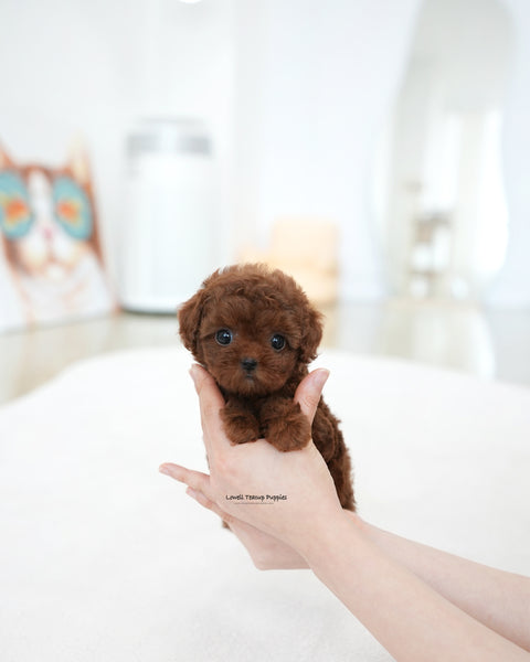 Teacup Poodle Female [Dara]