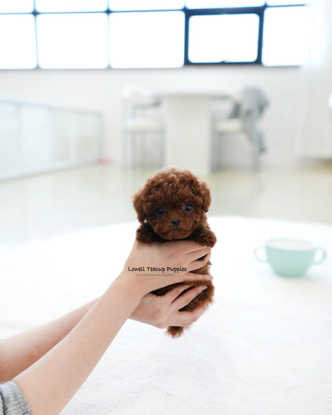 Teacup Poodle Male [Max]