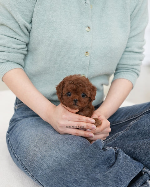 Teacup Poodle Female [Dara]