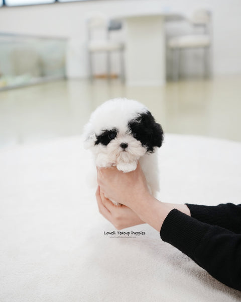 Teacup Poodle Male [Rocky]