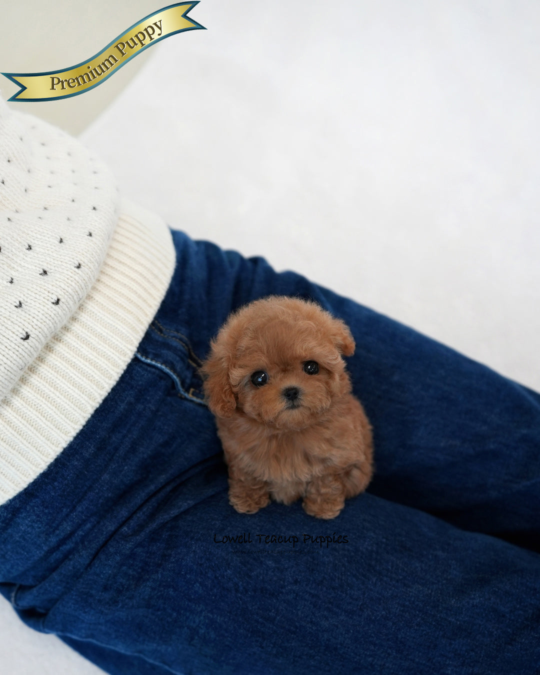 Teacup Poodle Female [Ruby]