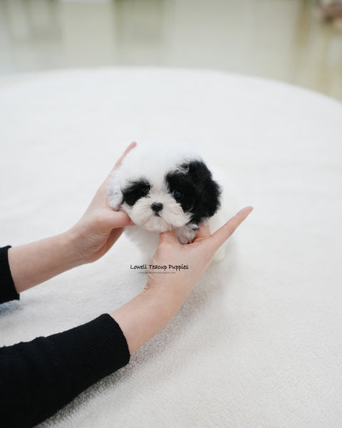 Teacup Poodle Male [Rocky]