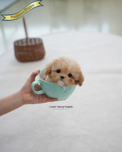 Teacup Poodle Female [Reve]