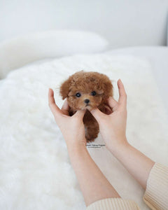 Teacup Poodle Female [Kiel]