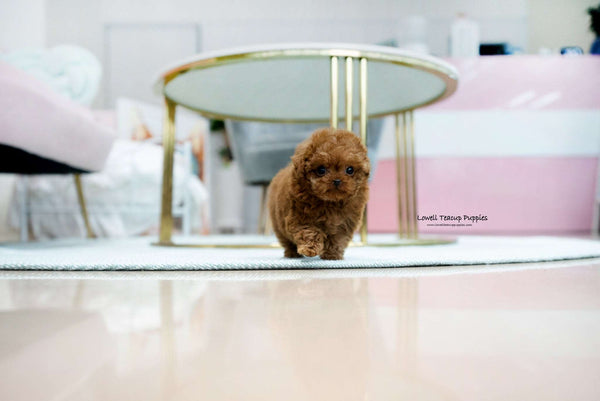 Teacup Poodle Female [Alice] - Lowell Teacup Puppies inc