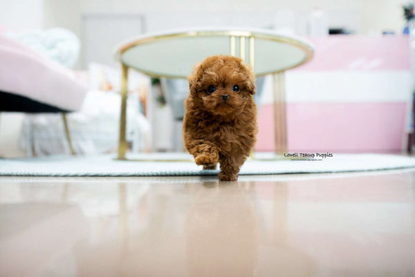 Teacup Poodle Female [Alice] - Lowell Teacup Puppies inc