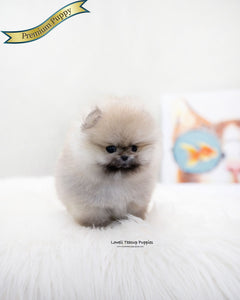 Teacup Pomeranian Female [Moa]