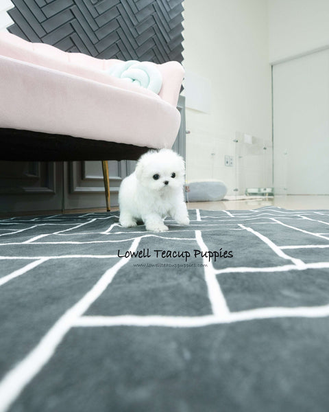 Teacup Maltese Male [Dory]