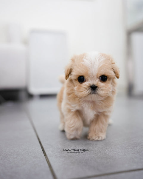 Teacup Maltipoo Male [Mac]