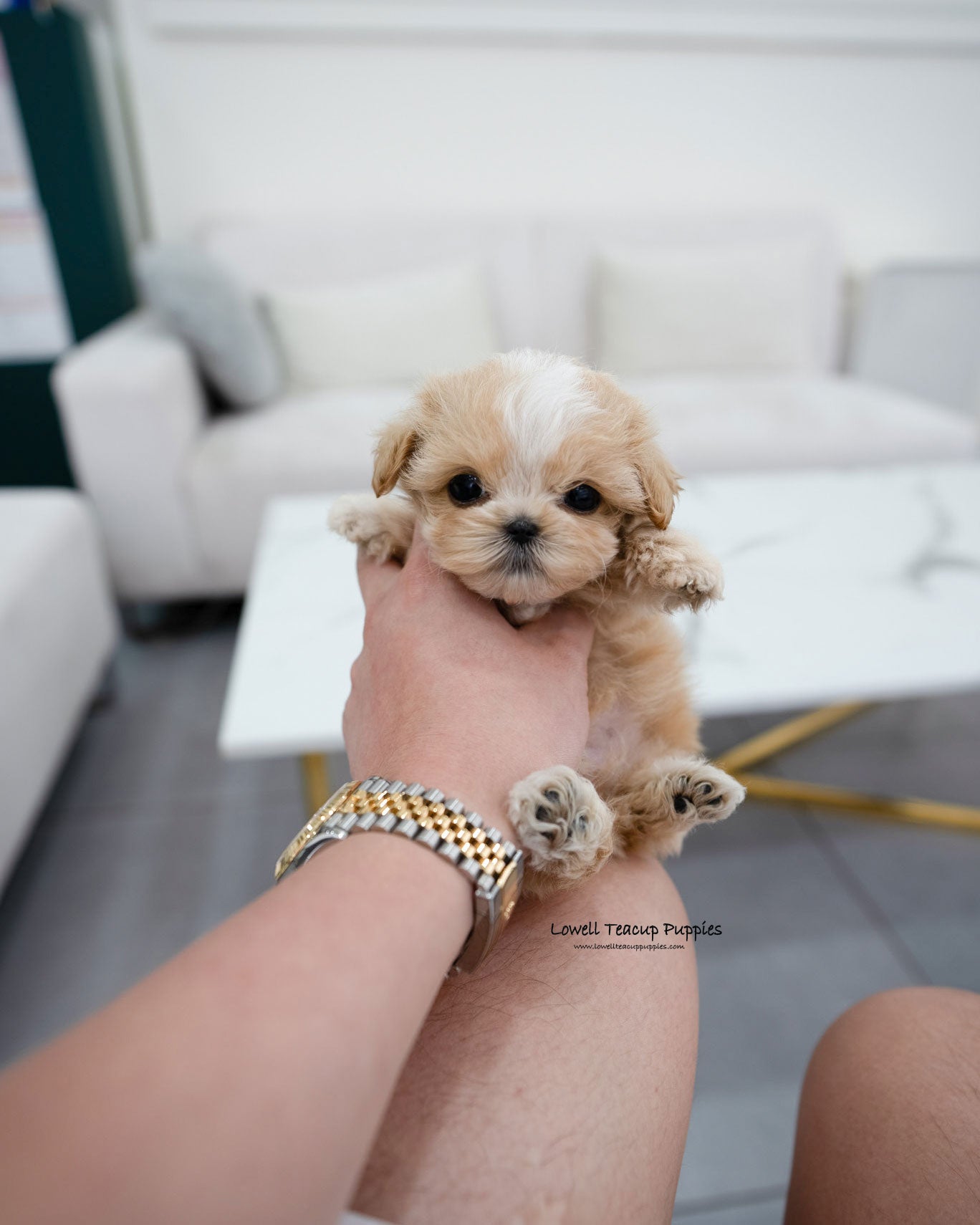 Teacup Maltipoo Male [Mac]