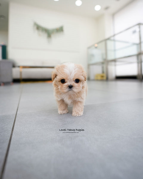 Teacup Maltipoo Male [Mac]