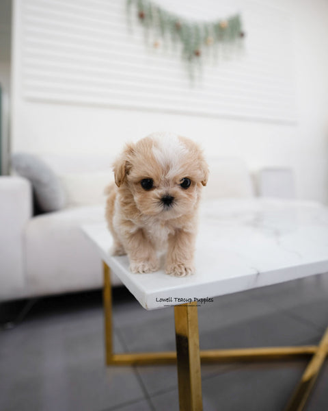 Teacup Maltipoo Male [Mac]