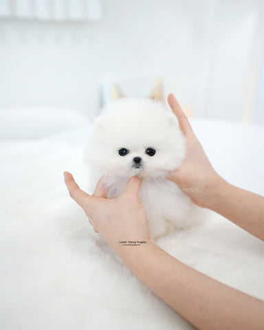 Teacup Pomeranian Female [Kitty]