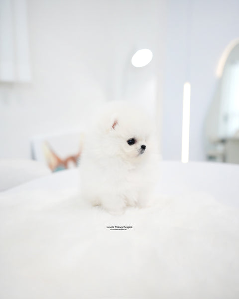 Teacup Pomeranian Female [Kitty]