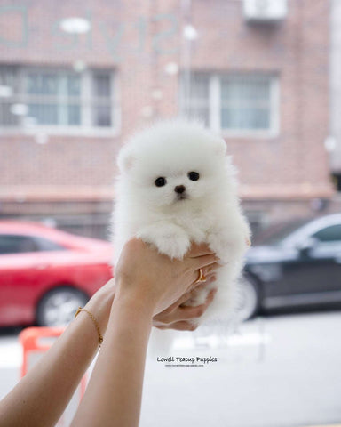 Teacup Pomeranian Female [Darcy]