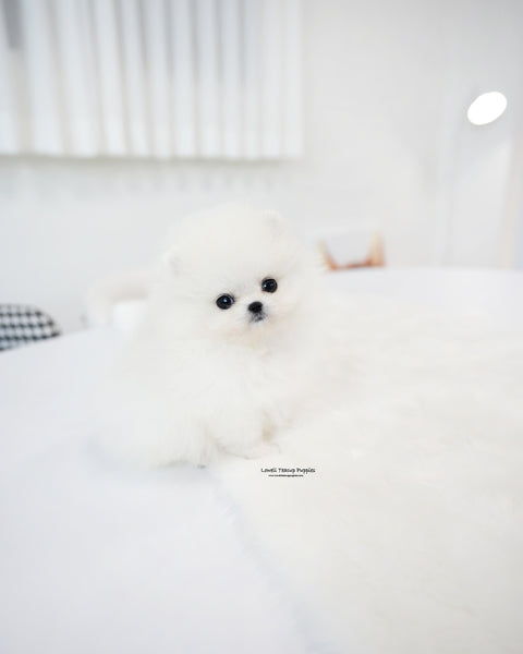 Teacup Pomeranian Female [Kitty]