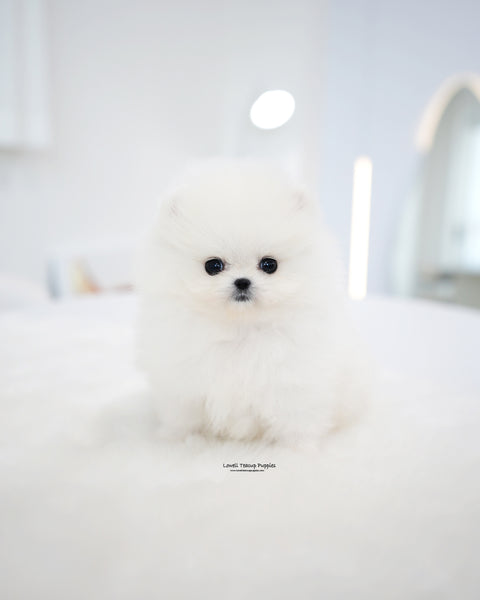 Teacup Pomeranian Female [Kitty]