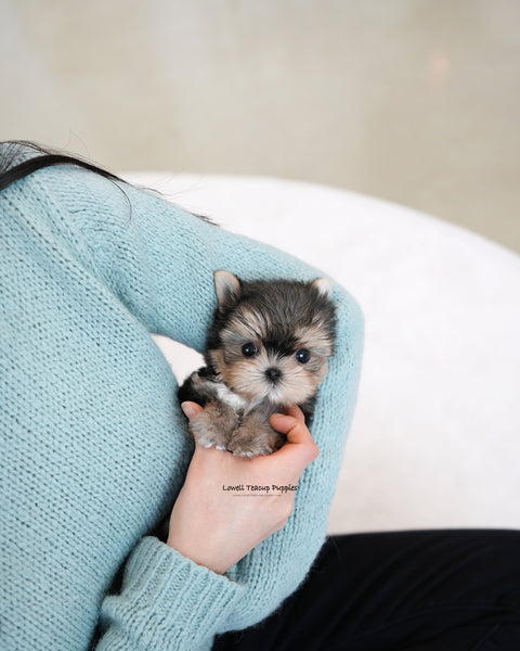 Teacup Yorkie Male [Mac]