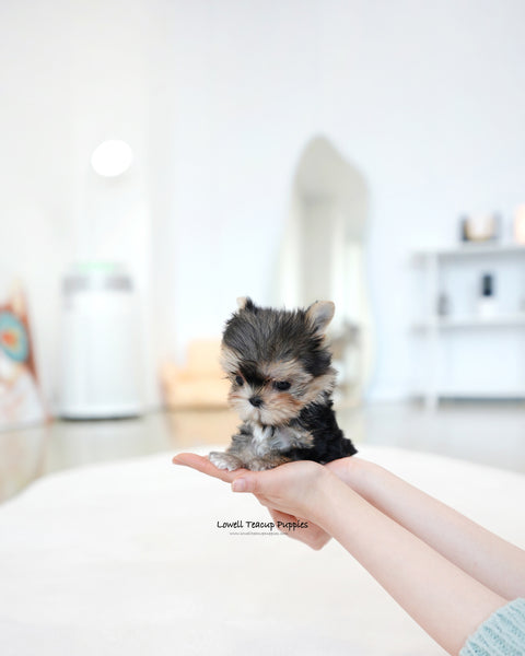 Teacup Yorkie Male [Mac]