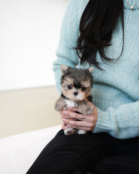 Teacup Yorkie Male [Mac]