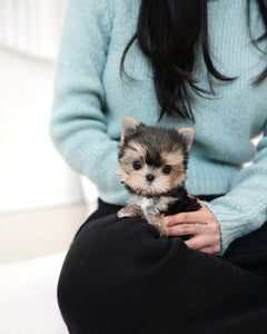 Teacup Yorkie Male [Mac]