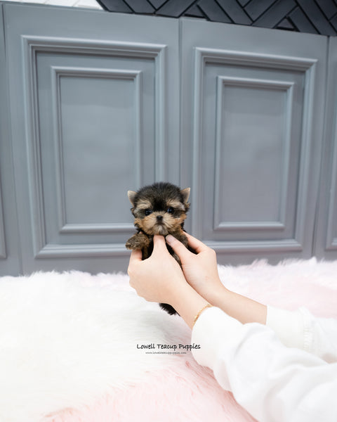 Teacup Yorkie Female [Cherry]