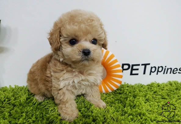 Teacup Maltipoo Male [Belle] - Lowell Teacup Puppies inc