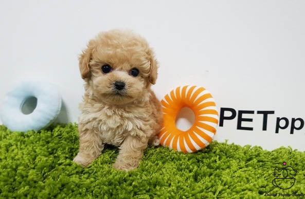 Teacup Maltipoo Male [Belle] - Lowell Teacup Puppies inc