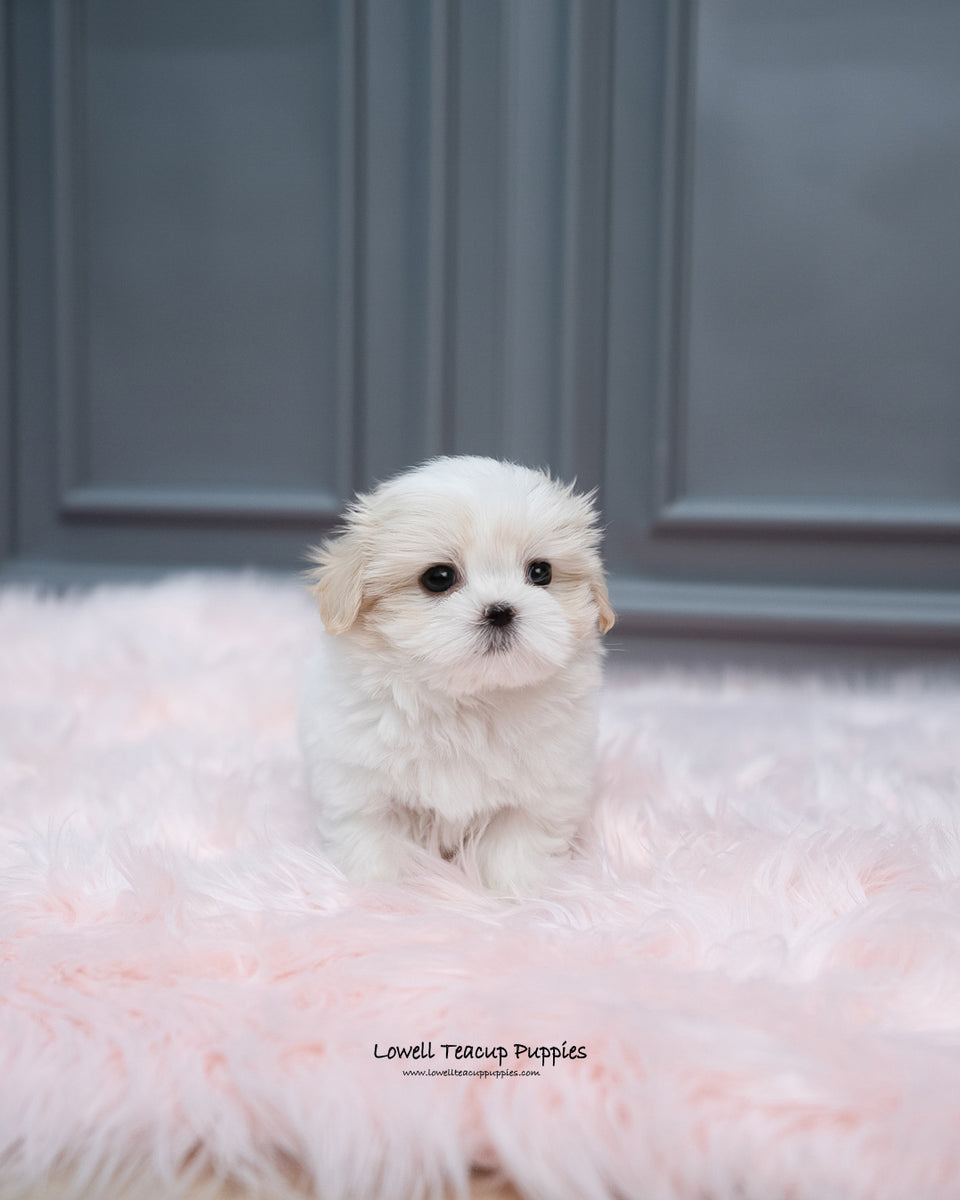 Mini Coton De Tulear Male [Austin] | Lowell Teacup Puppies inc