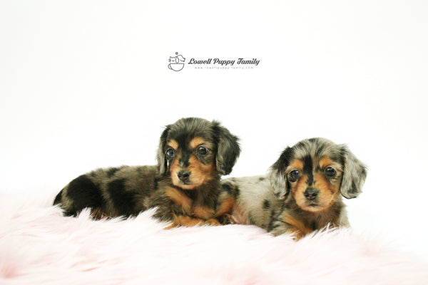 Mini Dachshund Twins [Alan&Aida] - Lowell Teacup Puppies inc