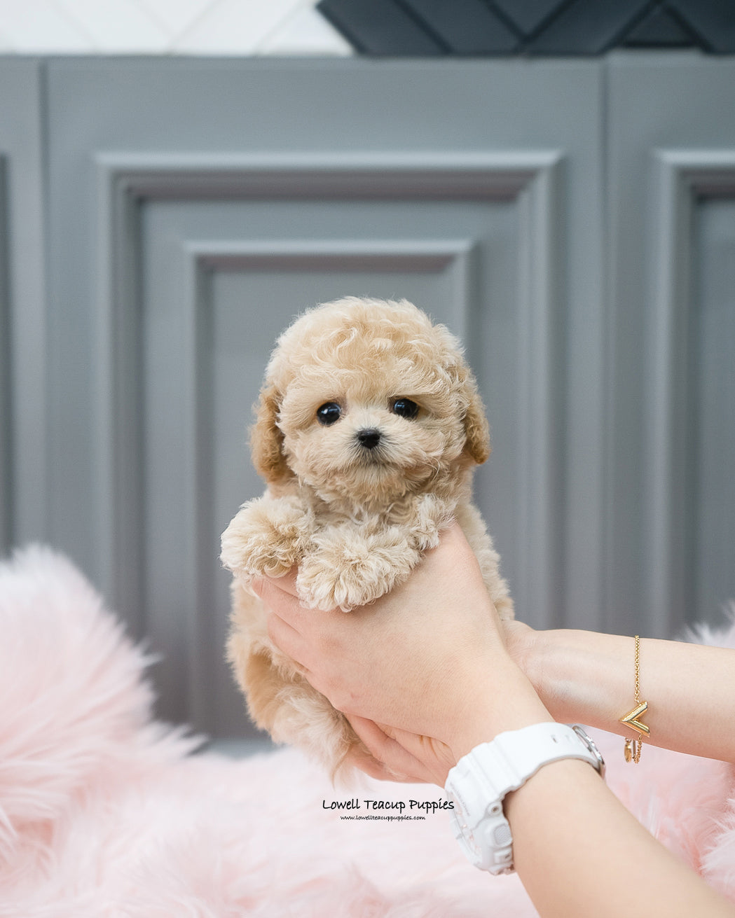 Micro poodle male hotsell