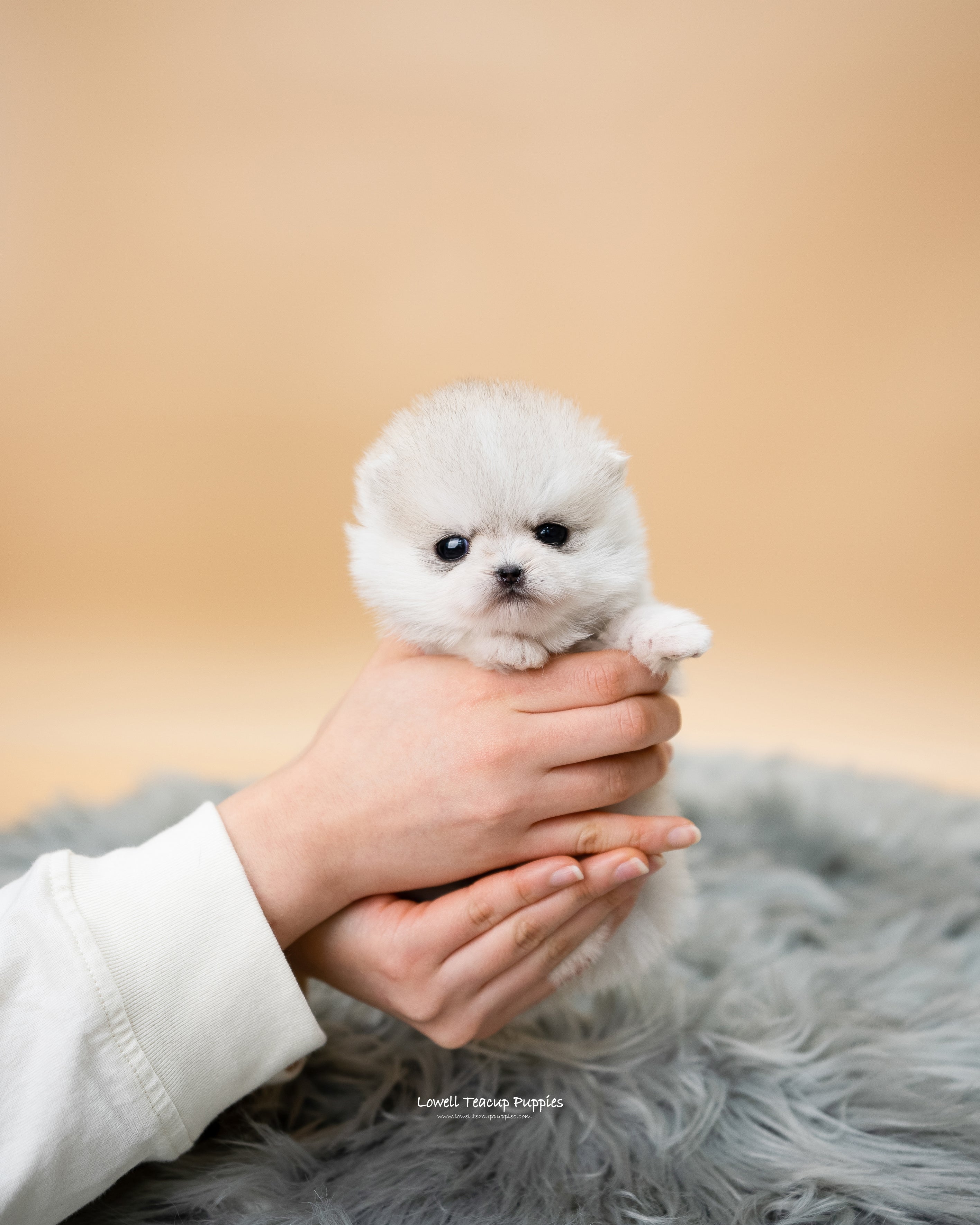 Teacup Pomsky Female Lena Lowell Teacup Puppies inc