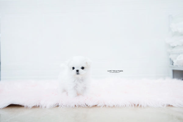 Teacup Maltese Female [Aurora] - Lowell Teacup Puppies inc