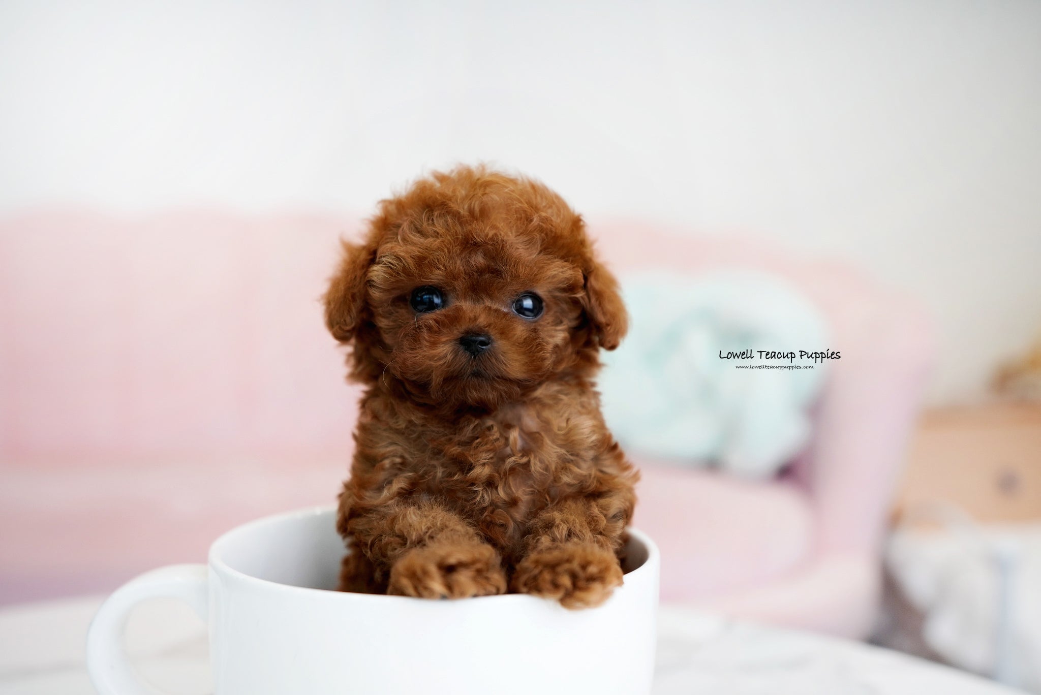 Teacup Poodle Male Dean Lowell Teacup Puppies inc