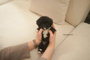 Teacup Poodle Female [Remi] - Lowell Teacup Puppies inc